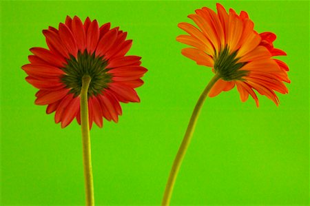 dimorphotheca - Gerbera Daisies Stock Photo - Rights-Managed, Code: 700-00550982