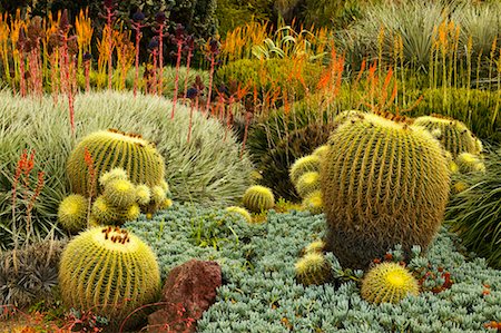 simsearch:700-00551010,k - Golden Barrel Cactus, Huntington Botanical Gardens, Pasadena, California, USA Stock Photo - Rights-Managed, Code: 700-00551024