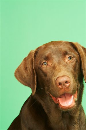 Portrait of Dog Stock Photo - Rights-Managed, Code: 700-00551568