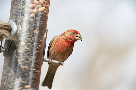 simsearch:700-01194888,k - House Finch Stock Photo - Rights-Managed, Code: 700-00551856