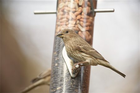 finch - House Finch Stock Photo - Rights-Managed, Code: 700-00551859