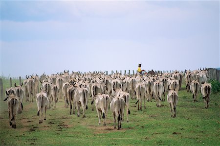 simsearch:400-04529076,k - Man Herding Cattle in Pasture, Caiman, Pantanal, Brazil, South America Stock Photo - Rights-Managed, Code: 700-00553795