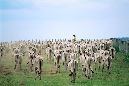 pantanal people - Man Herding Cattle in Pasture, Caiman, Pantanal, Brazil, South America Stock Photo - Rights-Managed, Code: 700-00553796