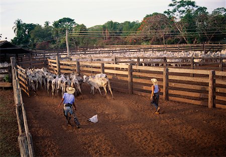 pantanal animals - Farmers Herding Cattle, Caiman, Pantanal, Brazil Stock Photo - Rights-Managed, Code: 700-00553793
