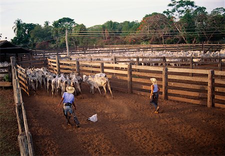 simsearch:633-05402071,k - Farmers Herding Cattle, Caiman, Pantanal, Brazil Stock Photo - Rights-Managed, Code: 700-00553793