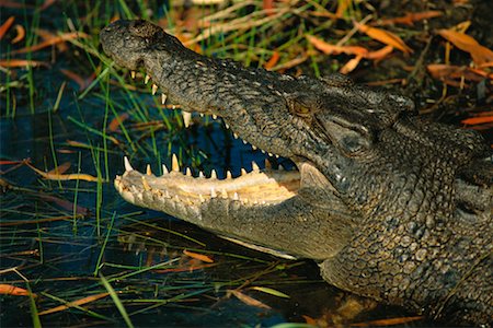 Crocodile in Water, Kakadu, Northern Territory, Australia Stock Photo - Rights-Managed, Code: 700-00553812