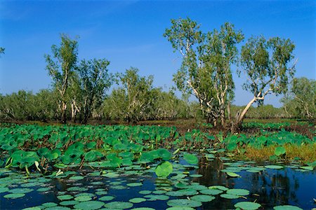 parc national de kakadu - Jaune eau Billabong, Parc National de Kakadu, territoire du Nord, Australie Photographie de stock - Rights-Managed, Code: 700-00553821