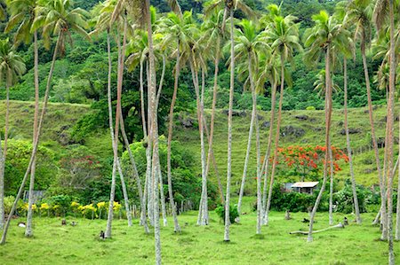 Coconut Plantation, Efate, Vanuatu Foto de stock - Con derechos protegidos, Código: 700-00553965