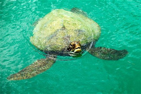 Tortue de mer à Blue Water Resort, Efate, Vanuatu Photographie de stock - Rights-Managed, Code: 700-00553974