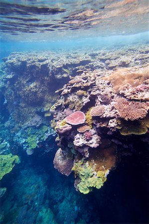 Coral Reef Off Tanna Evergreen Bungalows, Tanna, Vanuatu Stock Photo - Rights-Managed, Code: 700-00553979