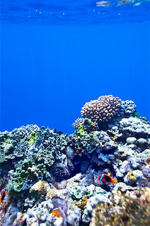 Coral Reef Off Tanna Evergreen Bungalows, Tanna, Vanuatu Foto de stock - Con derechos protegidos, Código: 700-00553984