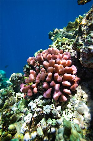 Coral Reef Off Tanna Evergreen Bungalows, Tanna, Vanuatu Foto de stock - Con derechos protegidos, Código: 700-00553981