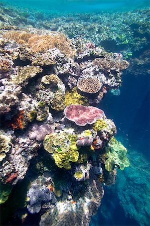 Coral Reef Off Tanna Evergreen Bungalows, Tanna, Vanuatu Fotografie stock - Rights-Managed, Codice: 700-00553982