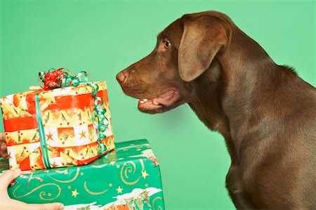 scambio dei regali di natale - Dog Receiving Presents Fotografie stock - Rights-Managed, Codice: 700-00560678