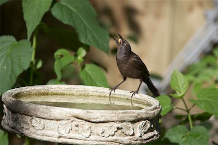 Grackle at Bird Bath Stock Photo - Rights-Managed, Code: 700-00560795