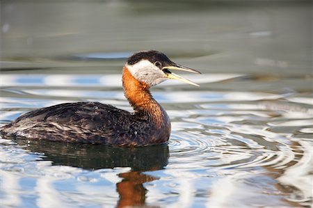 Red-Necked Grebe Stock Photo - Rights-Managed, Code: 700-00560799