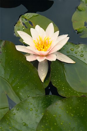 pond top view - Lotus Flower Stock Photo - Rights-Managed, Code: 700-00591186