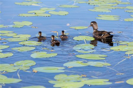 Duck and Ducklings in Pond Fotografie stock - Rights-Managed, Codice: 700-00591455