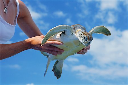 Sea Turtle in Woman's Hands, Grand Cayman, Cayman Islands Foto de stock - Con derechos protegidos, Código: 700-00591717