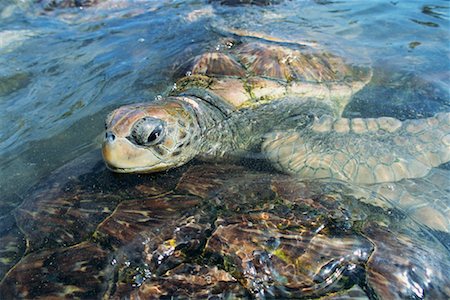 Sea Turtle, Grand Cayman, Cayman Islands Foto de stock - Con derechos protegidos, Código: 700-00591718