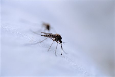 Mosquito Foto de stock - Direito Controlado, Número: 700-00591943