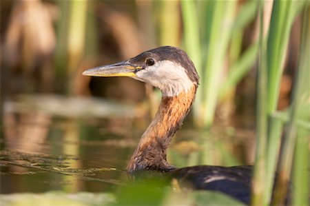 simsearch:700-00262852,k - Red Necked Grebe, Ontario, Canada Foto de stock - Con derechos protegidos, Código: 700-00592354