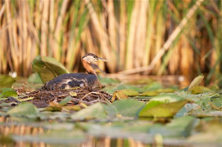 Red Necked Grebe Sitting on Nest, Ontario, Canada Stock Photo - Rights-Managed, Code: 700-00592355