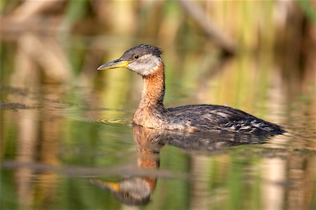 Ras du cou rouge Grebe, Ontario, Canada Photographie de stock - Rights-Managed, Code: 700-00592351