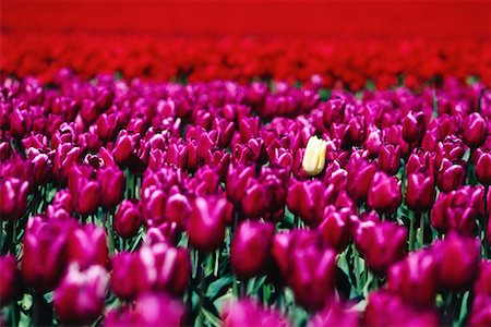 standing out in crowd - Yellow Tulip in Field of Purple Tulips Stock Photo - Rights-Managed, Code: 700-00592425