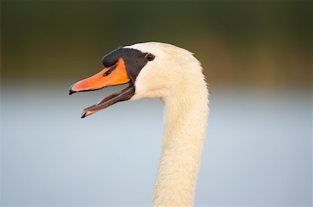 Cygne tuberculé Photographie de stock - Rights-Managed, Code: 700-00592509