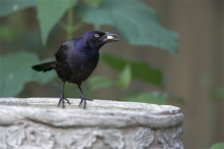 simsearch:700-01194888,k - Grackle Perched on Birdbath Stock Photo - Rights-Managed, Code: 700-00592658