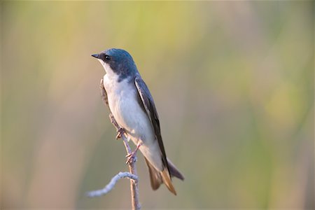 Portrait of Tree Swallow Stock Photo - Rights-Managed, Code: 700-00592661