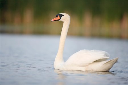 Porträt der Höckerschwan, Lynde Küsten-Naturschutzgebiet, Whitby, Ontario, Kanada Stockbilder - Lizenzpflichtiges, Bildnummer: 700-00592662