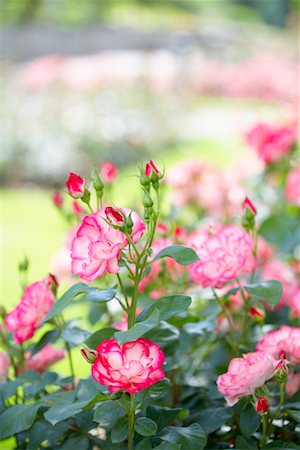 rosa centifolia - Rose Bush Stock Photo - Rights-Managed, Code: 700-00592777