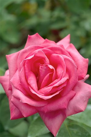 roses only - Close-Up of Tea Rose Stock Photo - Rights-Managed, Code: 700-00592787