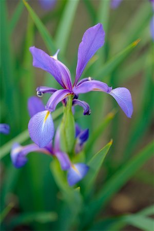 simsearch:700-00033558,k - Close-Up of Iris Stock Photo - Rights-Managed, Code: 700-00592800