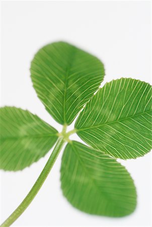 Four-Leaf Clover Stock Photo - Rights-Managed, Code: 700-00592802