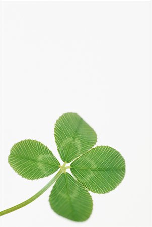 Four-Leaf Clover Stock Photo - Rights-Managed, Code: 700-00592803