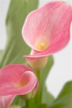 Close-Up of Lily Foto de stock - Con derechos protegidos, Código: 700-00593035