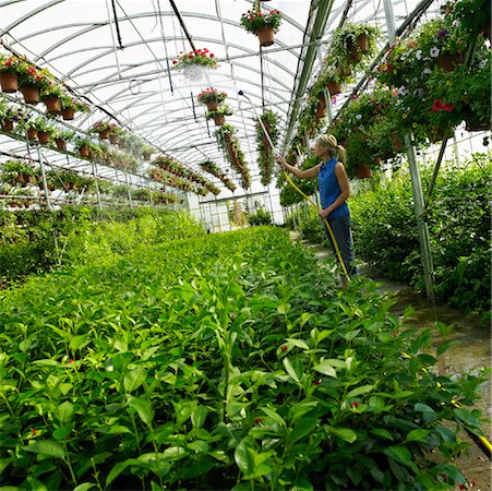 spraying water hose - Woman Watering Plants In Greenhouse Stock Photo - Rights-Managed, Code: 700-00593056