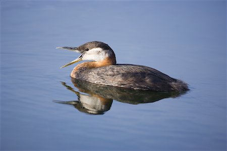 rebe - Red-Necked Grebe Stock Photo - Rights-Managed, Code: 700-00593106