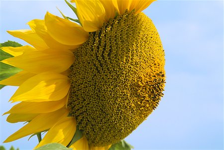 detail of sunflower - Close-up of Sunflower Stock Photo - Rights-Managed, Code: 700-00604068