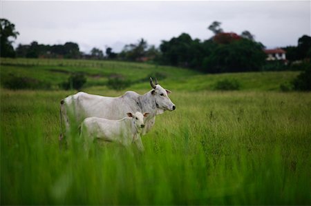 female cow calf - Cows in Field, Rio de Janeiro, Brazil Stock Photo - Rights-Managed, Code: 700-00606164