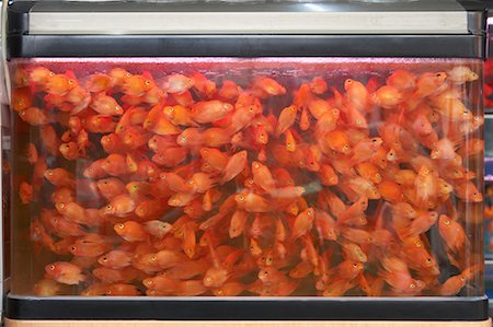 simsearch:696-03394477,k - Goldfish in Tank, The Bird and Flower Market, Shanghai, China Stock Photo - Rights-Managed, Code: 700-00606599
