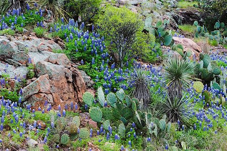 prickly pear cactus - Wildflowers, Cacti and Yucca Plants on Granite, Inks Lake State Park, Texas, USA Foto de stock - Con derechos protegidos, Código: 700-00606979