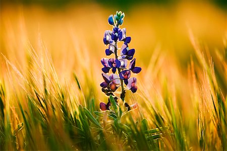 Close Up of Lupin Stock Photo - Rights-Managed, Code: 700-00606985