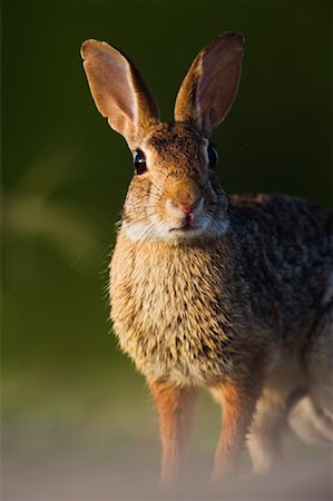 simsearch:700-00163245,k - Lapin, soudeur Wildlife Refuge, Texas, USA Photographie de stock - Rights-Managed, Code: 700-00607455