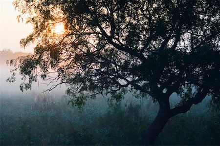 field and sunrise and america - Mesquite Tree, Welder Wildlife Refuge, Texas, USA Stock Photo - Rights-Managed, Code: 700-00607456