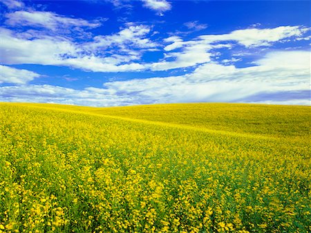 Canola Field, Trochu, Alberta, Canada Stock Photo - Rights-Managed, Code: 700-00607630