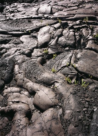 parc national des volcans d'hawaï - Plantes qui poussent dans la lave Photographie de stock - Rights-Managed, Code: 700-00607684